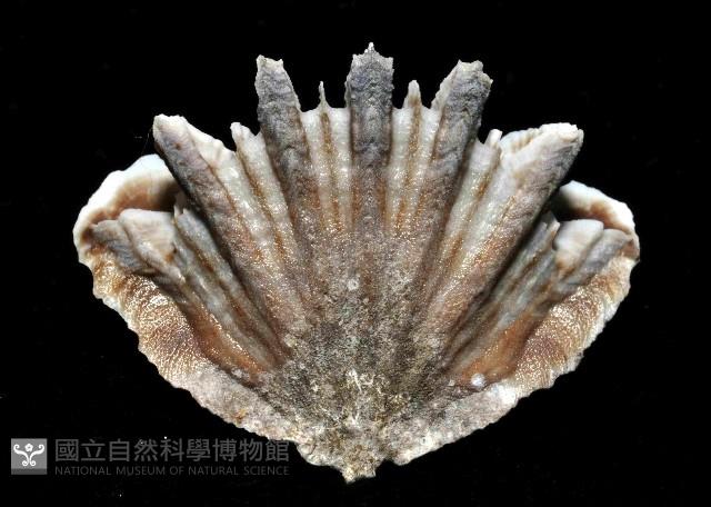 菱扇形珊瑚藏品圖，第3張