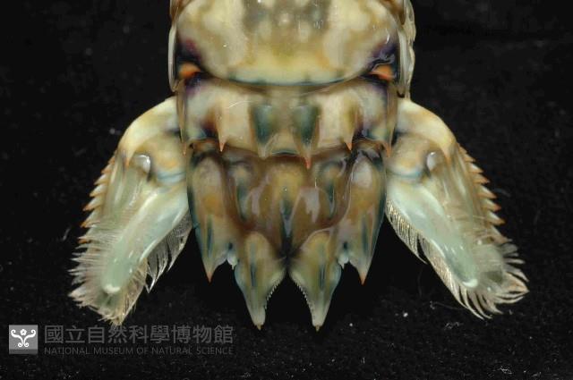 大指蝦蛄藏品圖，第3張
