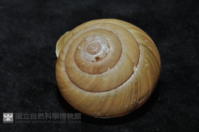 金崙栗蝸藏品圖，第3張
