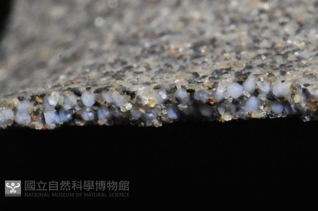大玉螺藏品圖，第3張