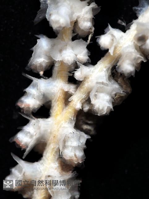未知種深海原軟珊瑚藏品圖，第3張