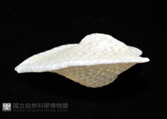 雞心蛤藏品圖，第3張