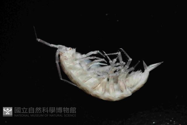 未知種等足類藏品圖，第3張
