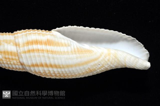 格理筆螺藏品圖，第3張