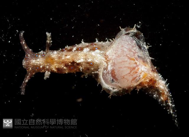 條紋背肛海兔藏品圖，第3張