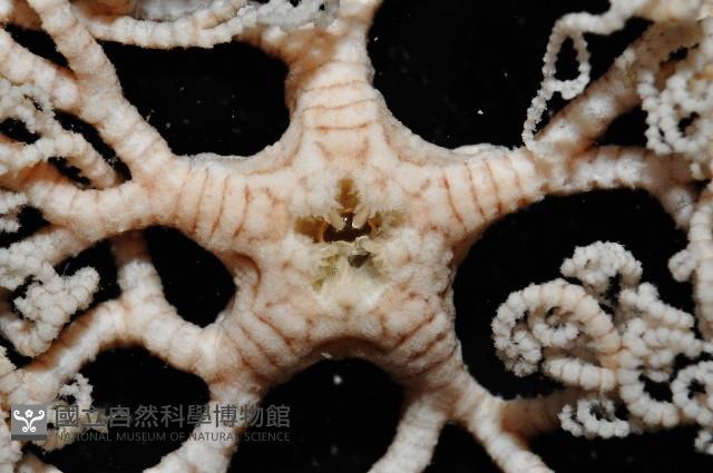 未知種筐蛇尾藏品圖，第3張