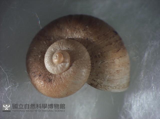 蘭嶼小山蝸牛藏品圖，第3張