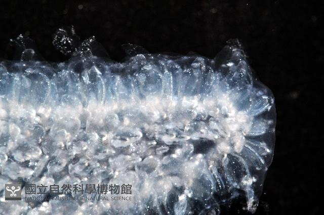 大西洋火體蟲藏品圖，第3張