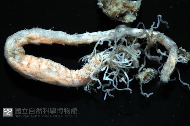 梧棲搓蟄蟲藏品圖，第3張