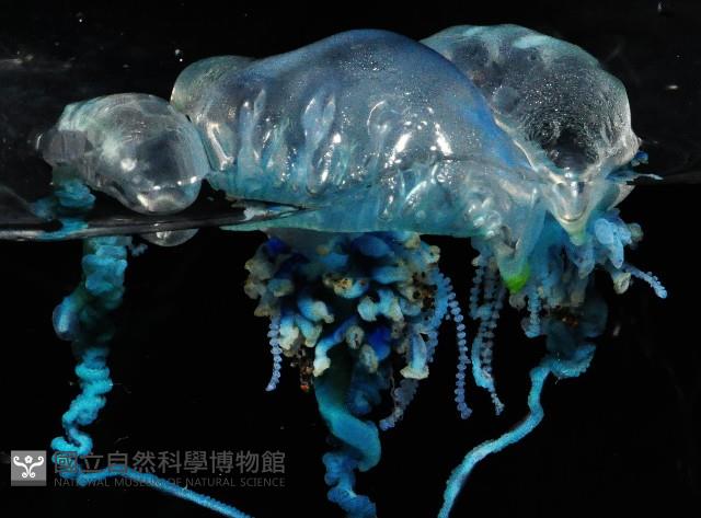 藍瓶僧帽水母藏品圖，第3張