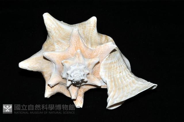 女王鳳凰螺藏品圖，第3張