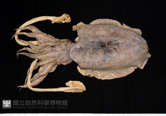 白斑烏賊藏品圖，第3張