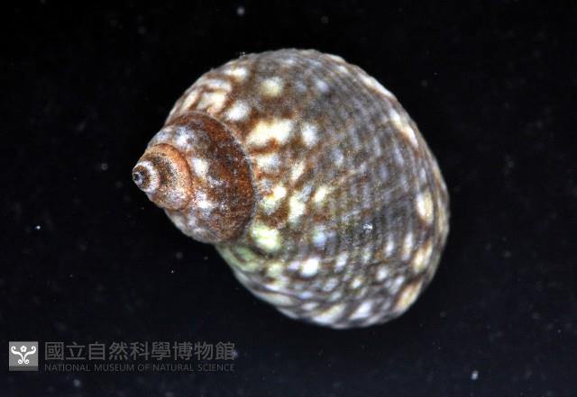 台灣玉黍螺藏品圖，第3張