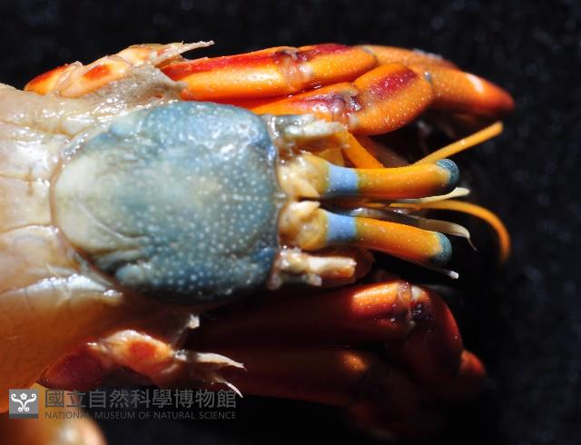光掌硬指寄居蟹藏品圖，第3張