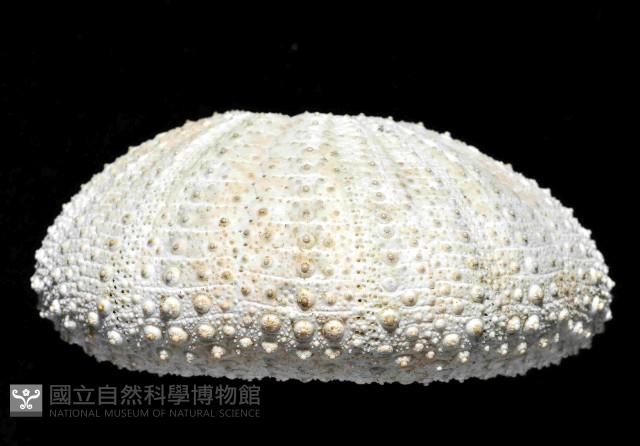 杜氏窪角海膽藏品圖，第3張