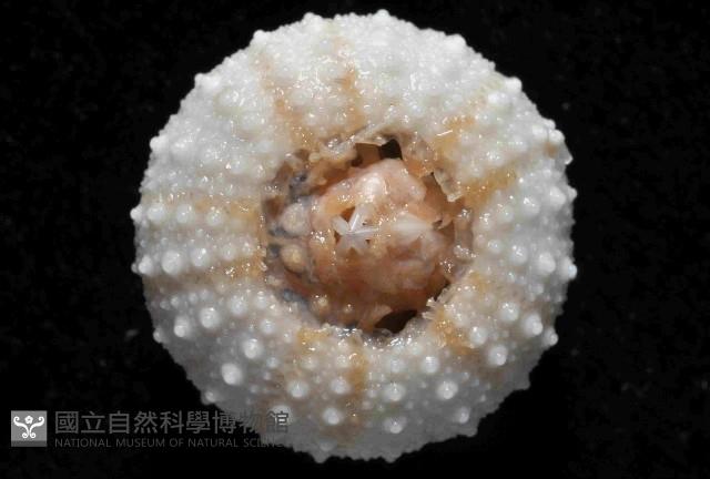 艾氏鋸海膽藏品圖，第3張
