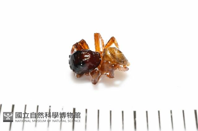 安德遜蠅虎藏品圖，第3張