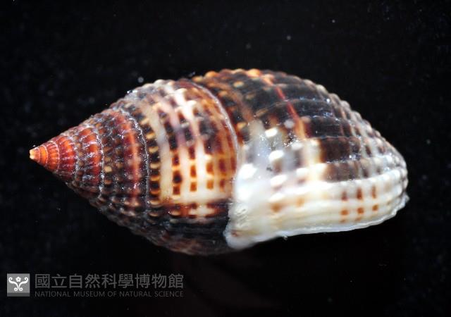 尖頭織紋螺藏品圖，第3張