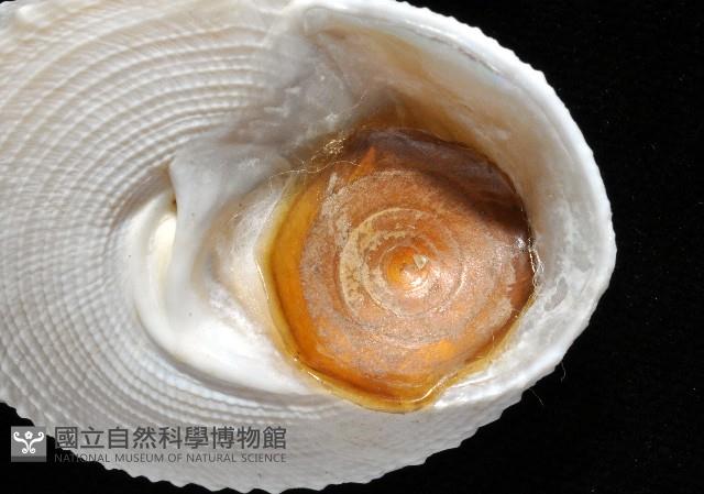 白鐘螺藏品圖，第3張
