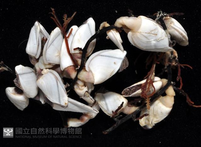 鵝茗荷藏品圖，第3張
