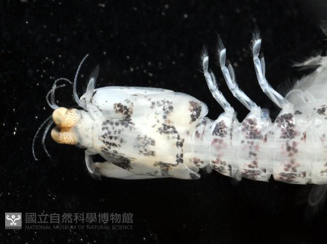 豹斑幼嫩蝦蛄藏品圖，第3張
