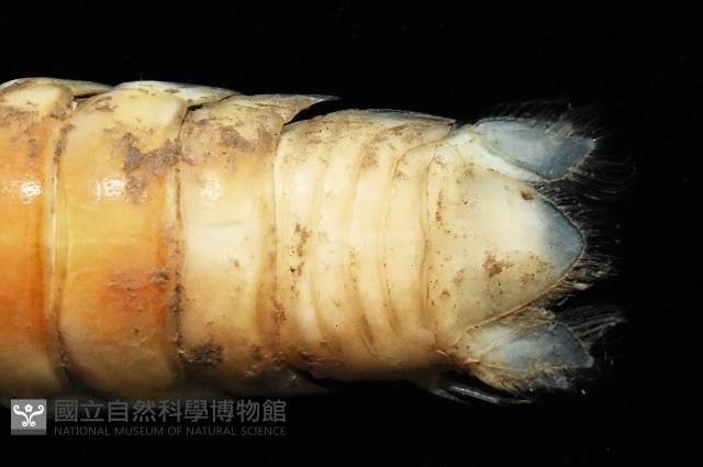 未知種浪漂水虱藏品圖，第3張