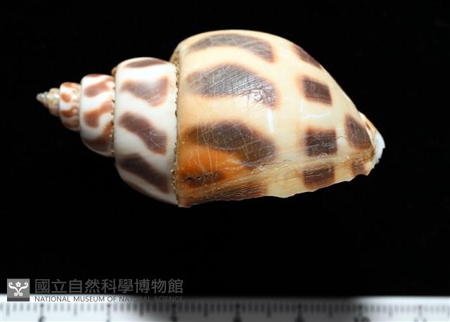 開氏鳳螺藏品圖，第3張
