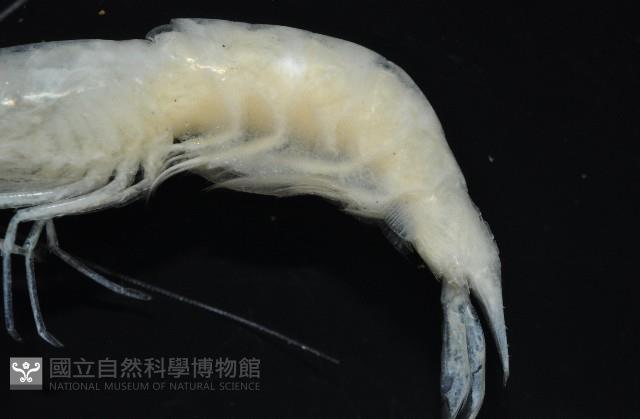 西表島新米蝦藏品圖，第3張
