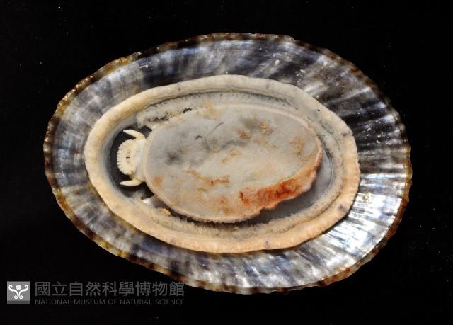 花笠螺藏品圖，第3張