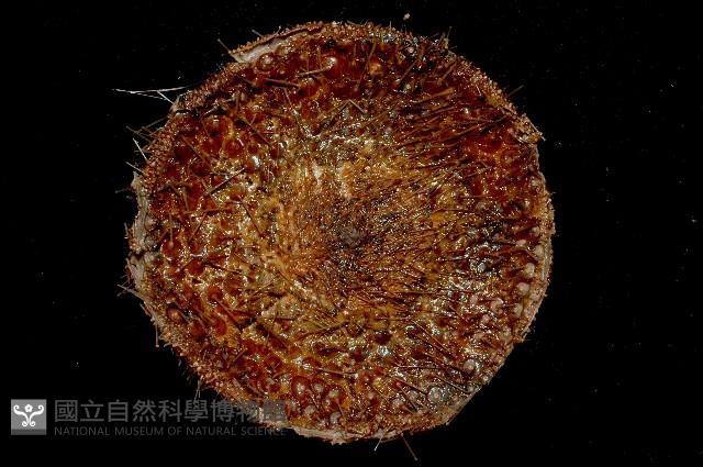 囊袋海膽藏品圖，第3張