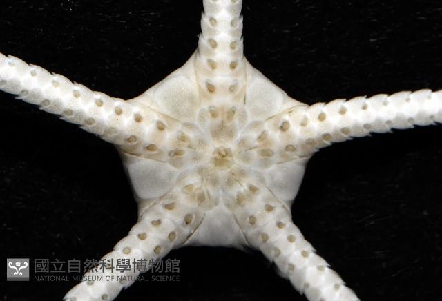 深海粗蛇尾藏品圖，第3張