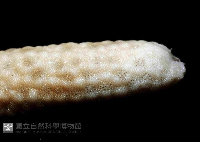 藍指海星藏品圖，第3張