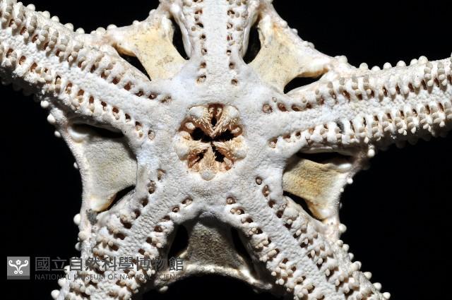 筐蛇尾之一種藏品圖，第3張