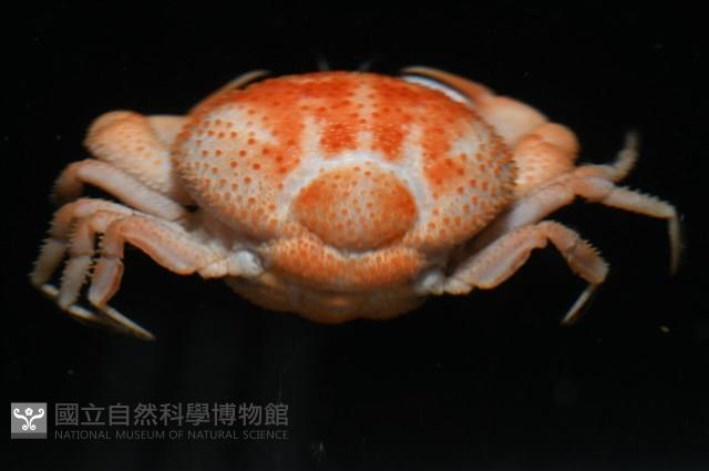 薄片異核果蟹藏品圖，第3張