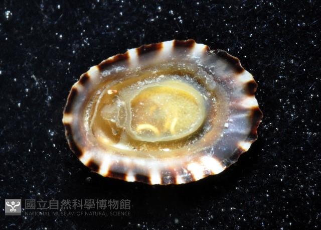 未知種蓮花青螺藏品圖，第3張