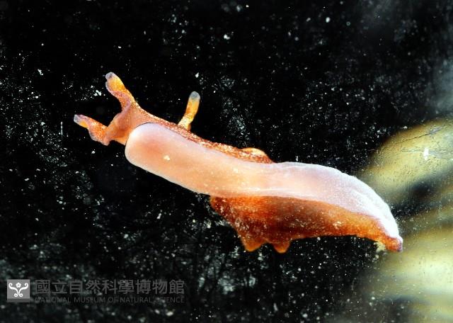 黑邊海兔藏品圖，第3張