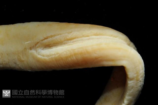 無溝紐蟲之一種藏品圖，第3張