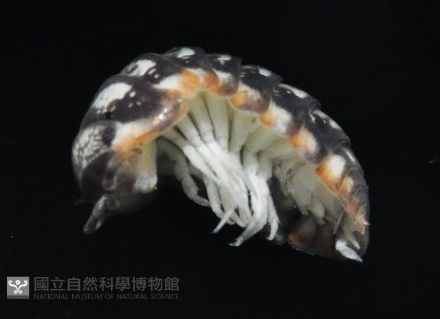 未知種球鼠婦藏品圖，第3張