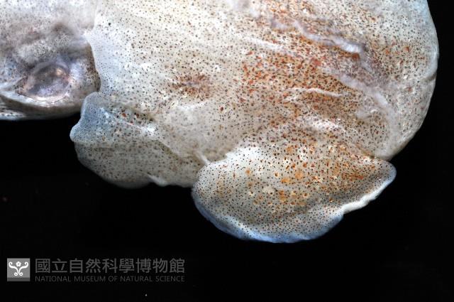 未知種後耳烏賊 1藏品圖，第3張