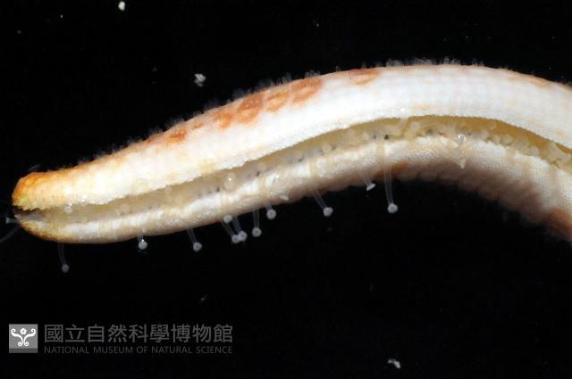 藍指海星藏品圖，第3張