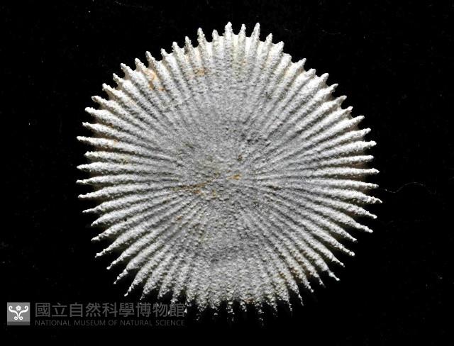 臺灣角杯珊瑚藏品圖，第3張