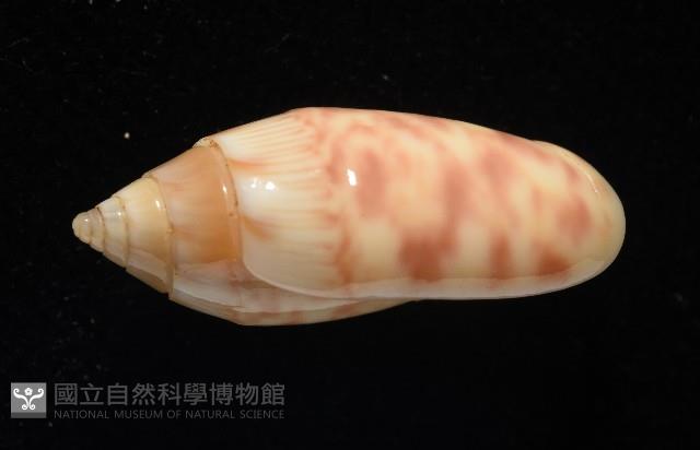 巴金森氏榧螺藏品圖，第3張