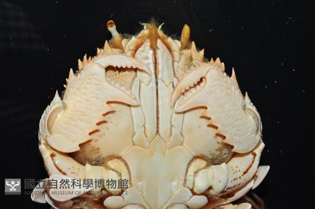 蛙形蟹藏品圖，第3張