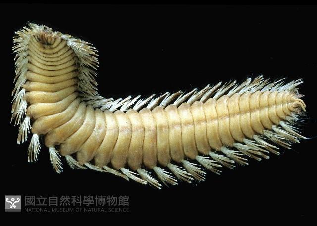 黃海毛蟲藏品圖，第3張