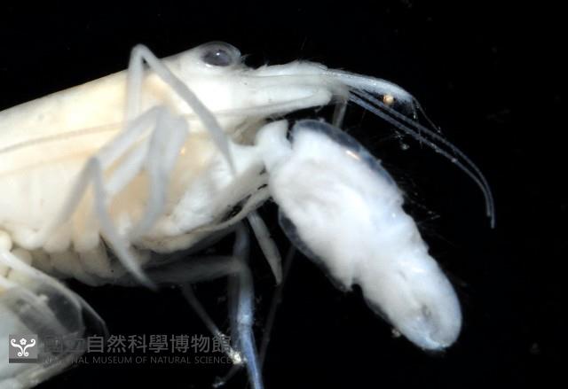 未知種槍蝦藏品圖，第3張