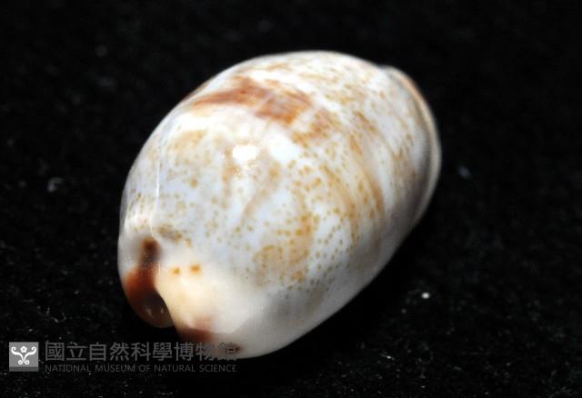 小眼寶螺藏品圖，第3張