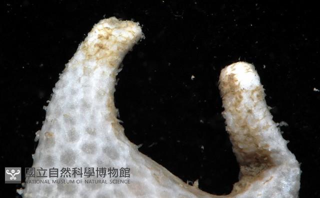 雙手高球參藏品圖，第3張