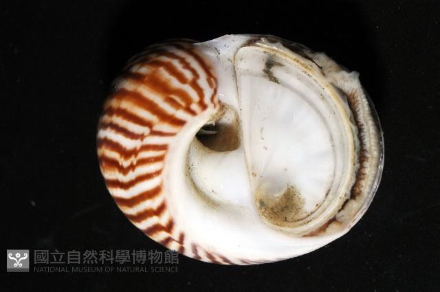 細紋玉螺藏品圖，第3張