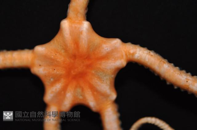 未知種衣笠蔓蛇尾藏品圖，第3張