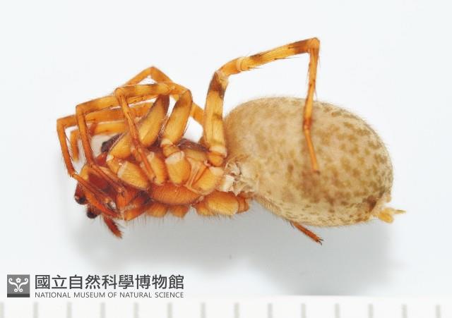 寬股隙蛛藏品圖，第3張